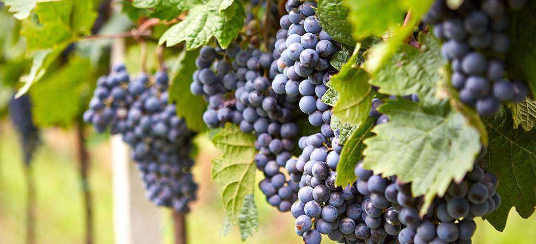 UN ECCEZIONALE VITIGNO ITALIANO: IL NEBBIOLO - Paolo Baracchino Fine ...