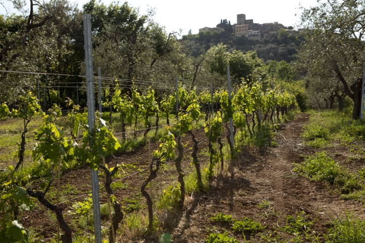 foto Maurizio Menichetti (2)